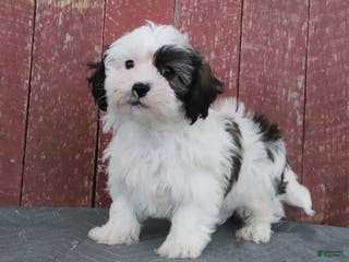 Shihpoo dogs Matthew - Ad 32
