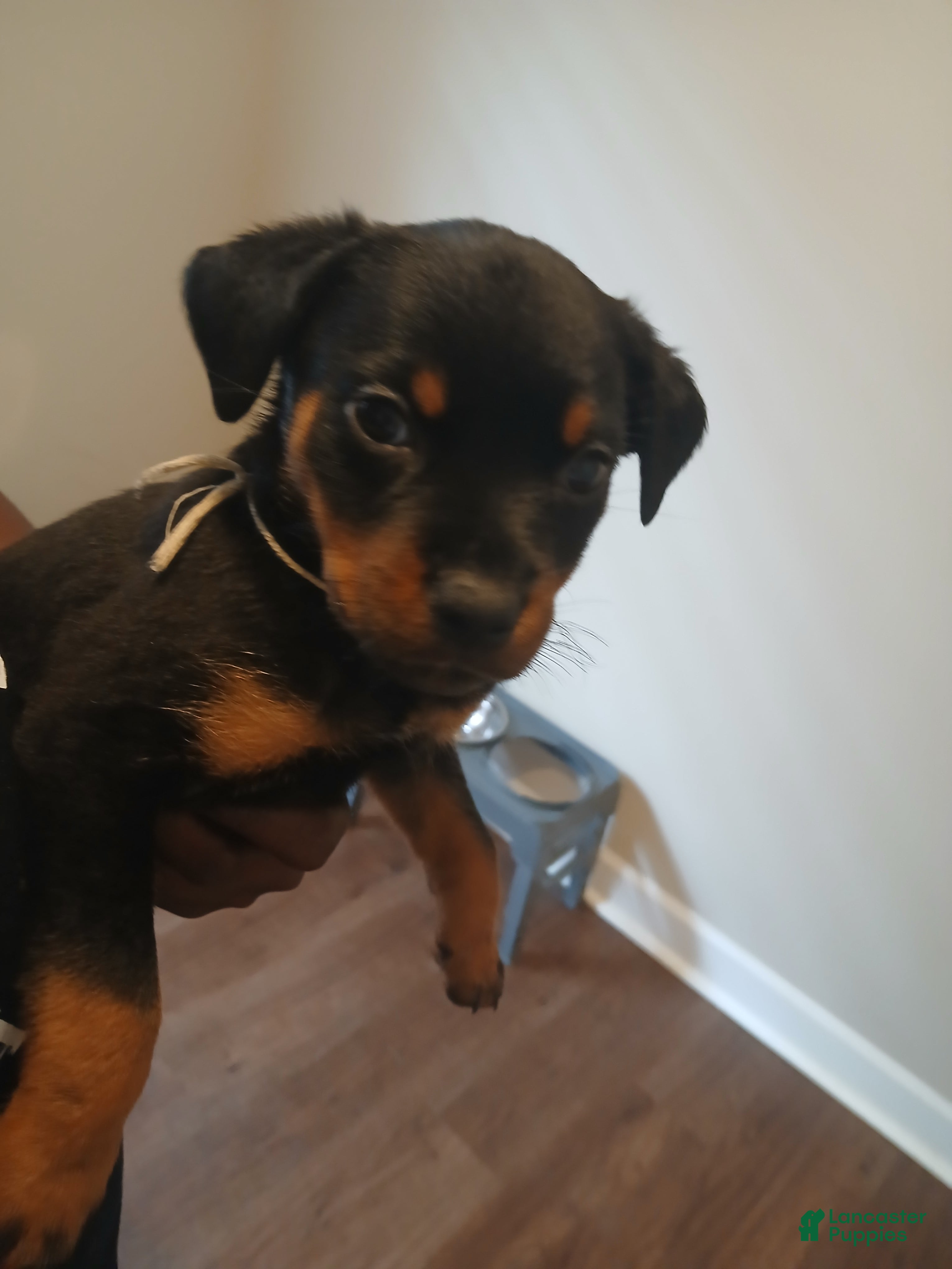 Rottweiler dogs Rottweiler 9 - Ad 29