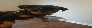 Rottweiler 9