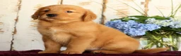 Golden Retriever dogs for sale: Shasta - Ad 17