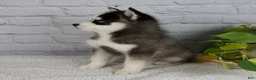Pomsky dogs for sale: Sabrina - Ad 4