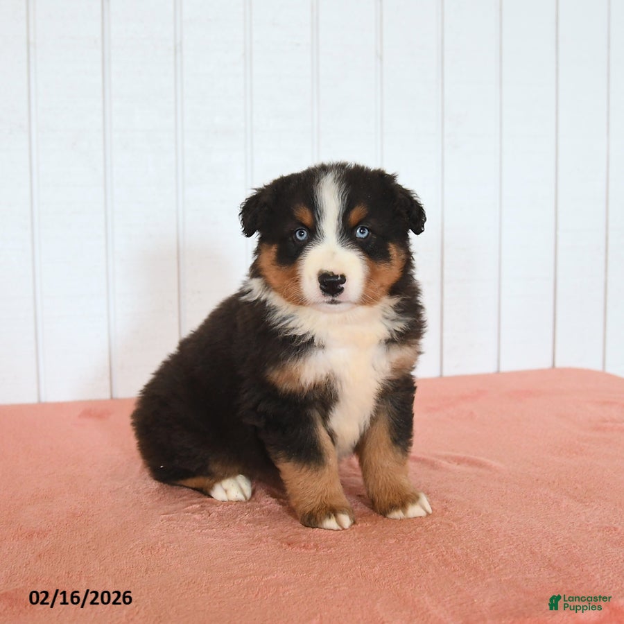 Australian Shepherd dogs Nox - Ad 2