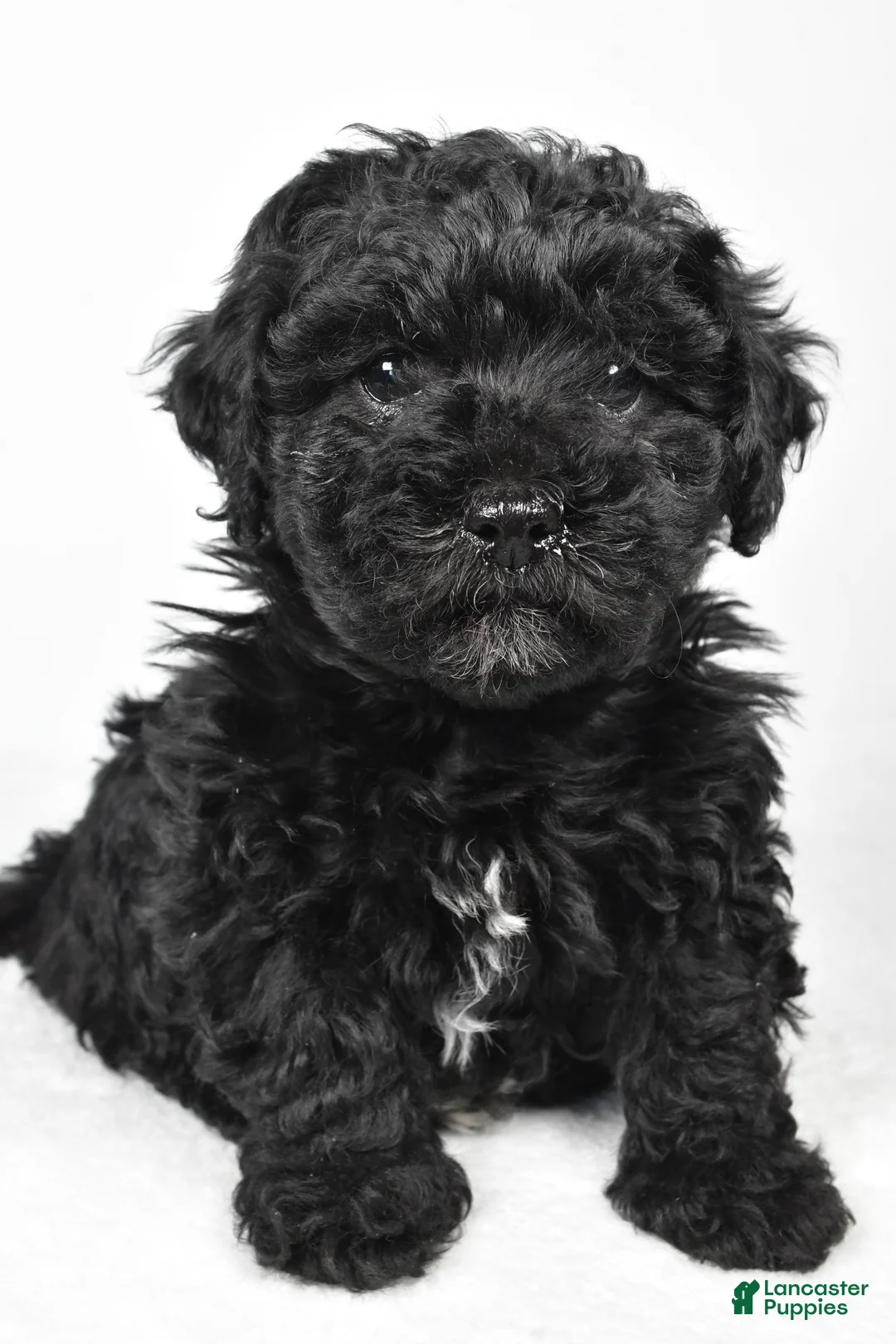 Yorkiepoo dogs for sale: Rosa - Ad 4