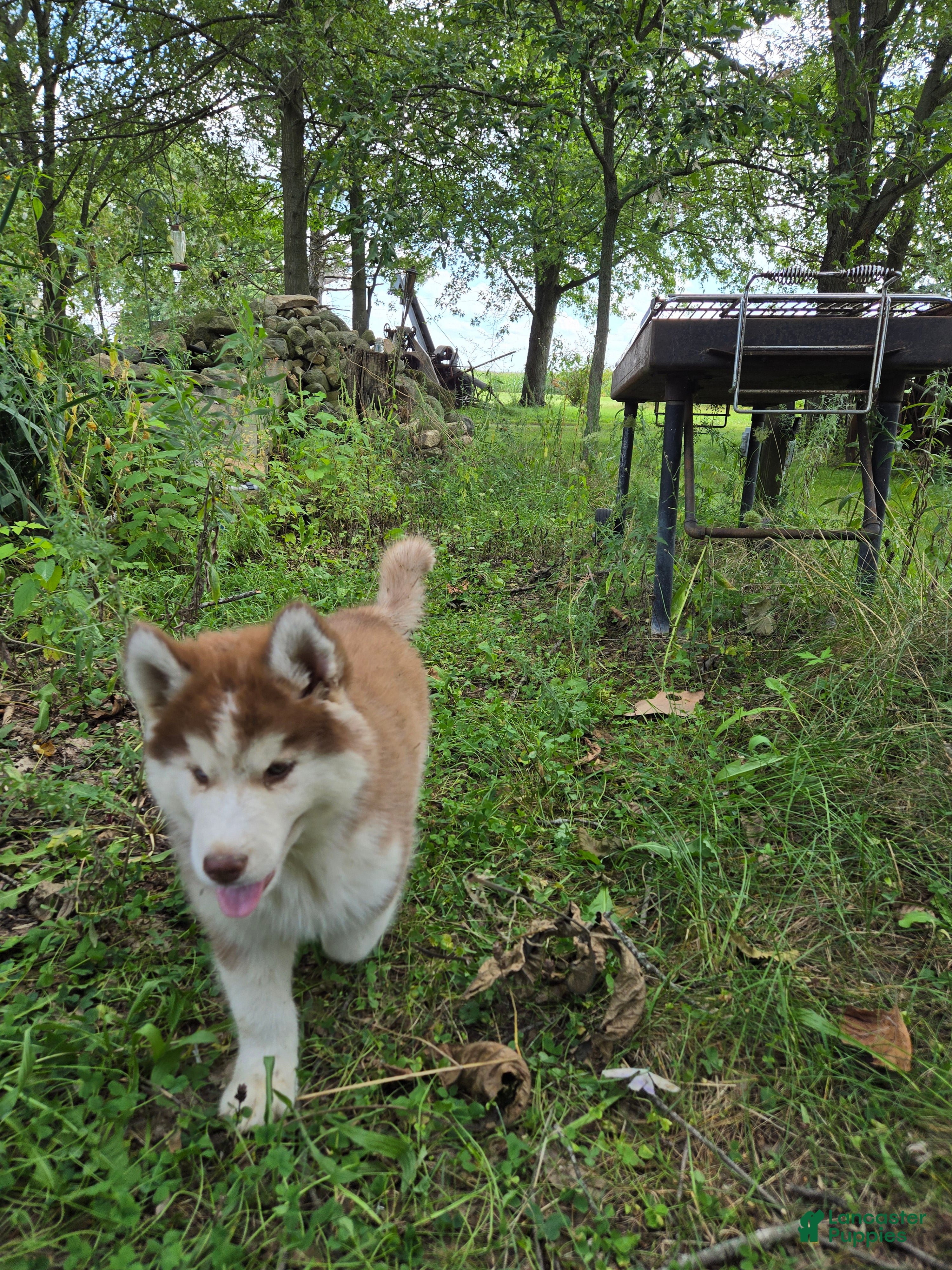 Siberian Husky dogs Petey - Ad 2