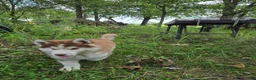 Siberian Husky dogs for sale: Petey - Ad 4