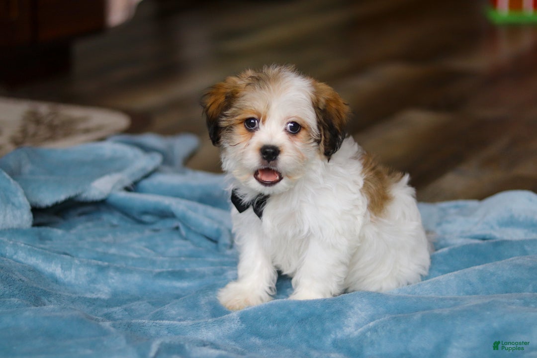 Teddy Bear dogs for sale: Ian - Ad 6