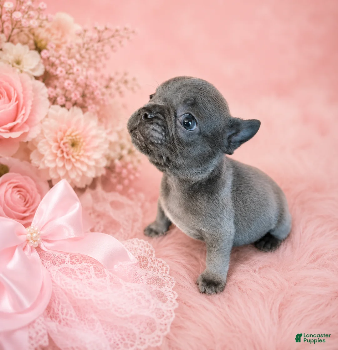 French Bulldog dogs for sale: French Bulldog 1 - Ad 2