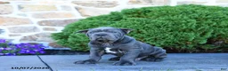 Cane Corso dogs for sale: Beau - Ad 2