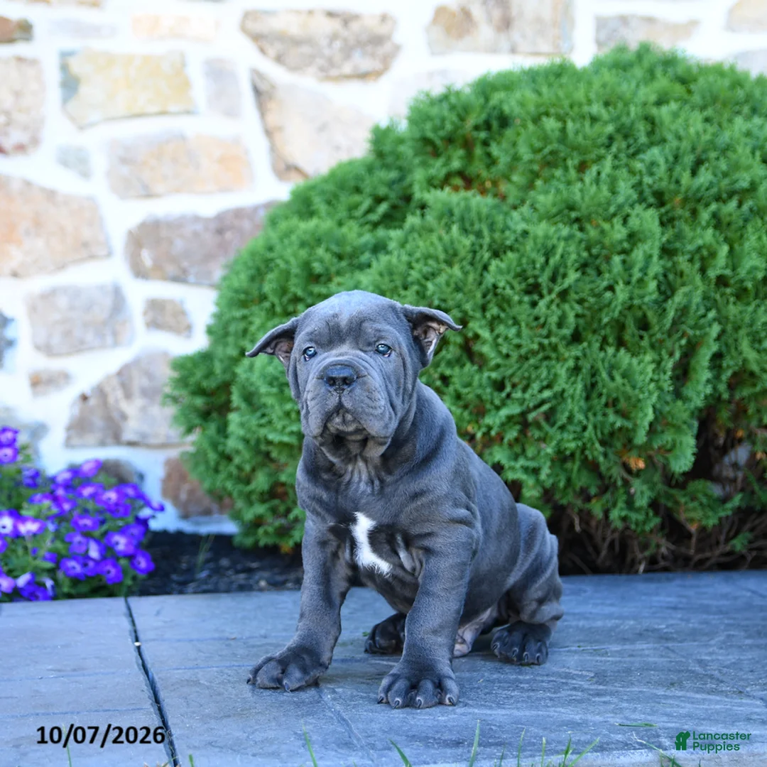 Cane Corso dogs for sale: Beau - Ad 2