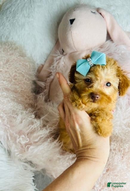 Miniature Poodle dogs Miniature Poodle Puppy 1 - Ad 12