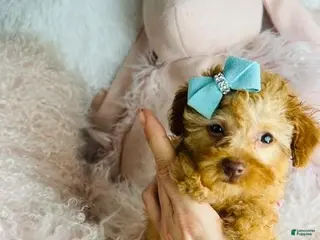 Miniature Poodle dogs Miniature Poodle Puppy 1 - Ad 12