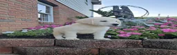 Labrador Retriever dogs for sale: Bruno - Ad 6