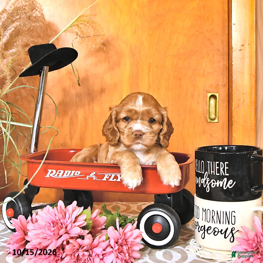 Cocker Spaniel dogs for sale: Rose  - Ad 2