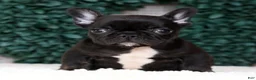 French Bulldog dogs for sale: Harry - Ad 2