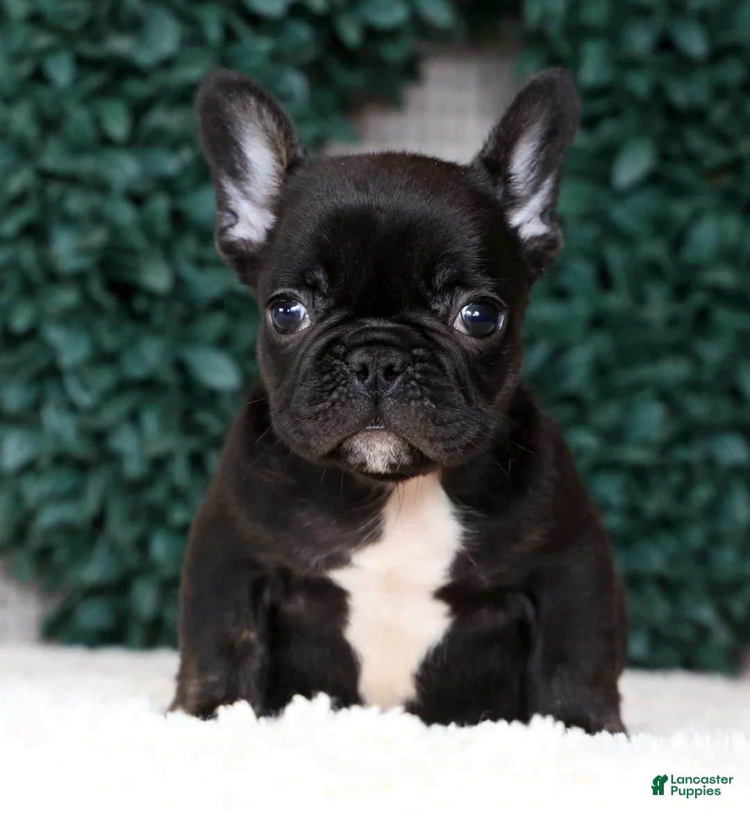 French Bulldog dogs for sale: Harry - Ad 2