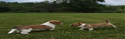 Mixed Breed dogs for sale: Orpheus - Ad 16