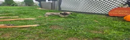 Cane Corso dogs for sale: Winston  - Ad 4