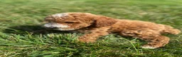 Miniature Poodle dogs for sale: Bob - Ad 6