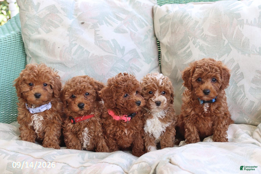 Maltipoo dogs Sadie - Ad 2