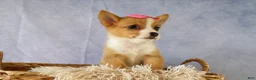 Welsh Corgi Pembroke dogs for sale: Yara ❤️ - Ad 11