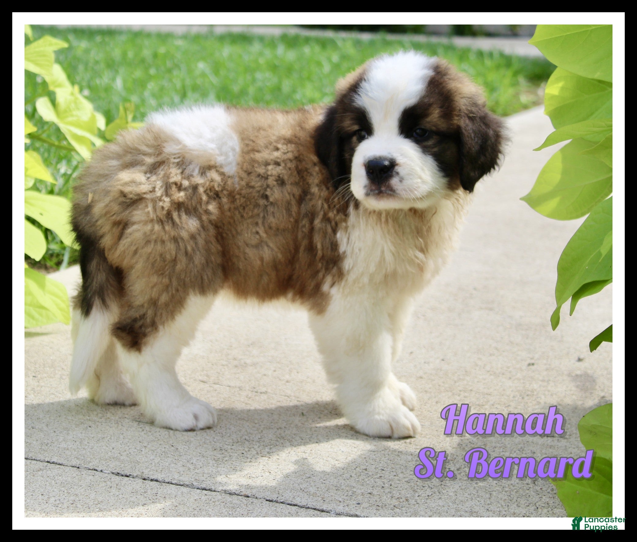 Saint Bernard dogs Hannah - Ad 1