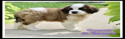 Saint Bernard dogs for sale: Hannah - Ad 1