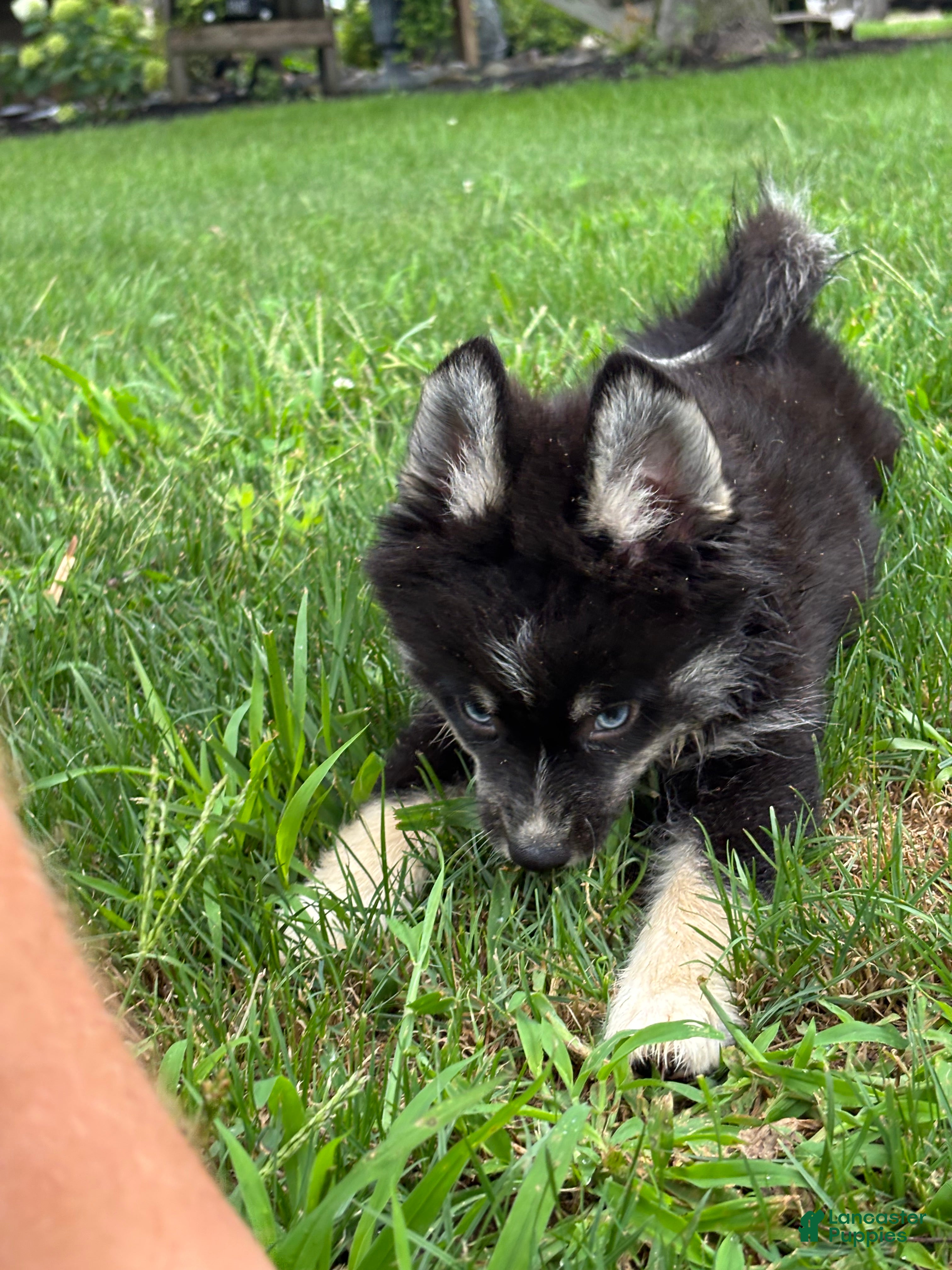 Pomsky dogs Catalina - Ad 2
