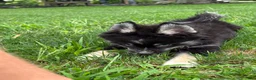 Pomsky dogs for sale: Catalina - Ad 2