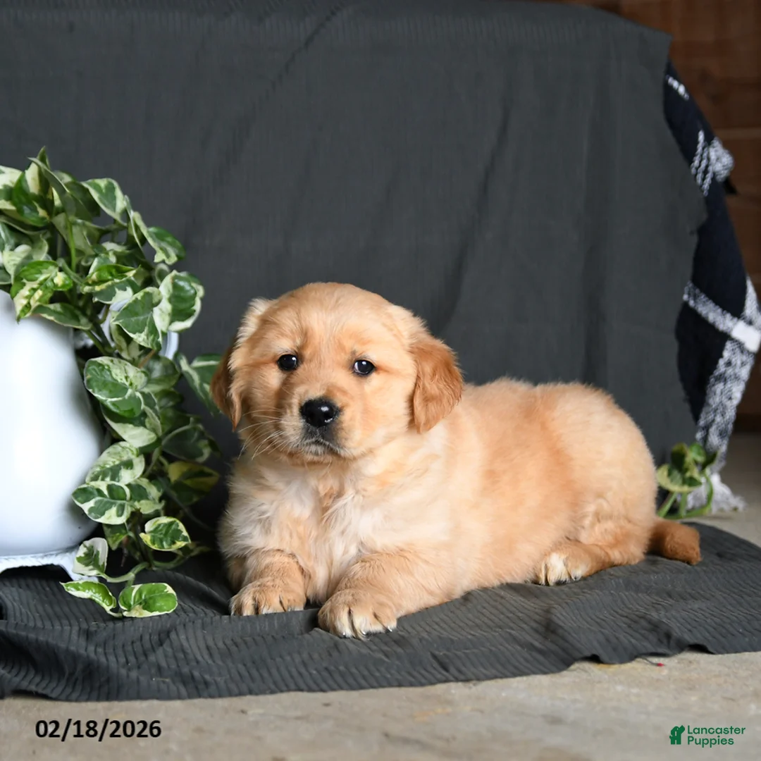 Golden Retriever dogs for sale: Ritz   - Ad 2