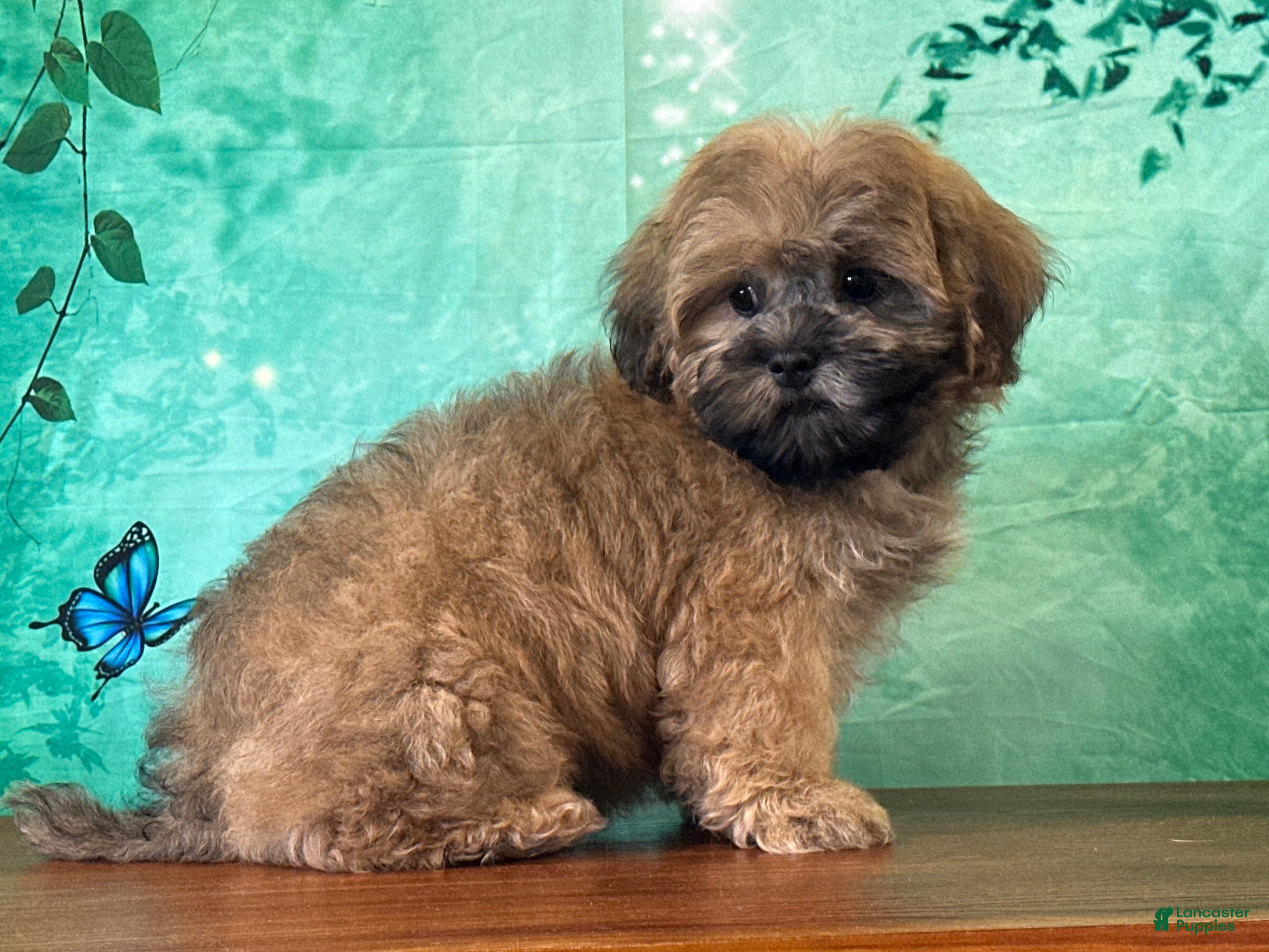 Teddy Bear dogs Froggy - Ad 2