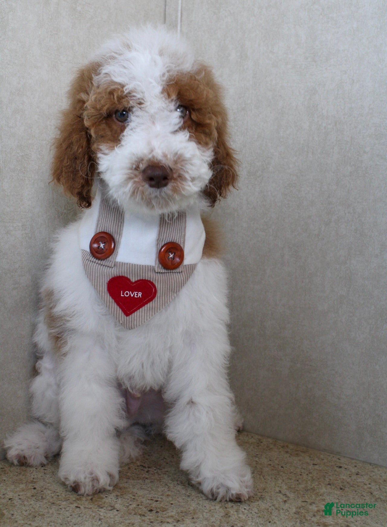 Goldendoodle dogs Groopert  - Ad 28