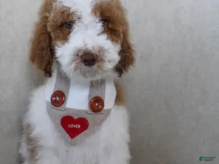 Goldendoodle dogs Groopert - Ad 28