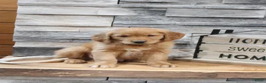 Golden Retriever Puppy 1