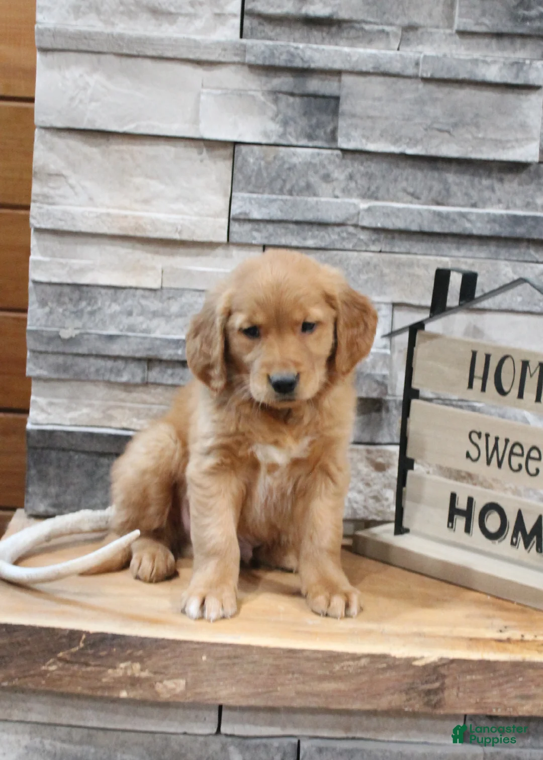 Golden Retriever dogs for sale: Golden Retriever Puppy 1 - Ad 1