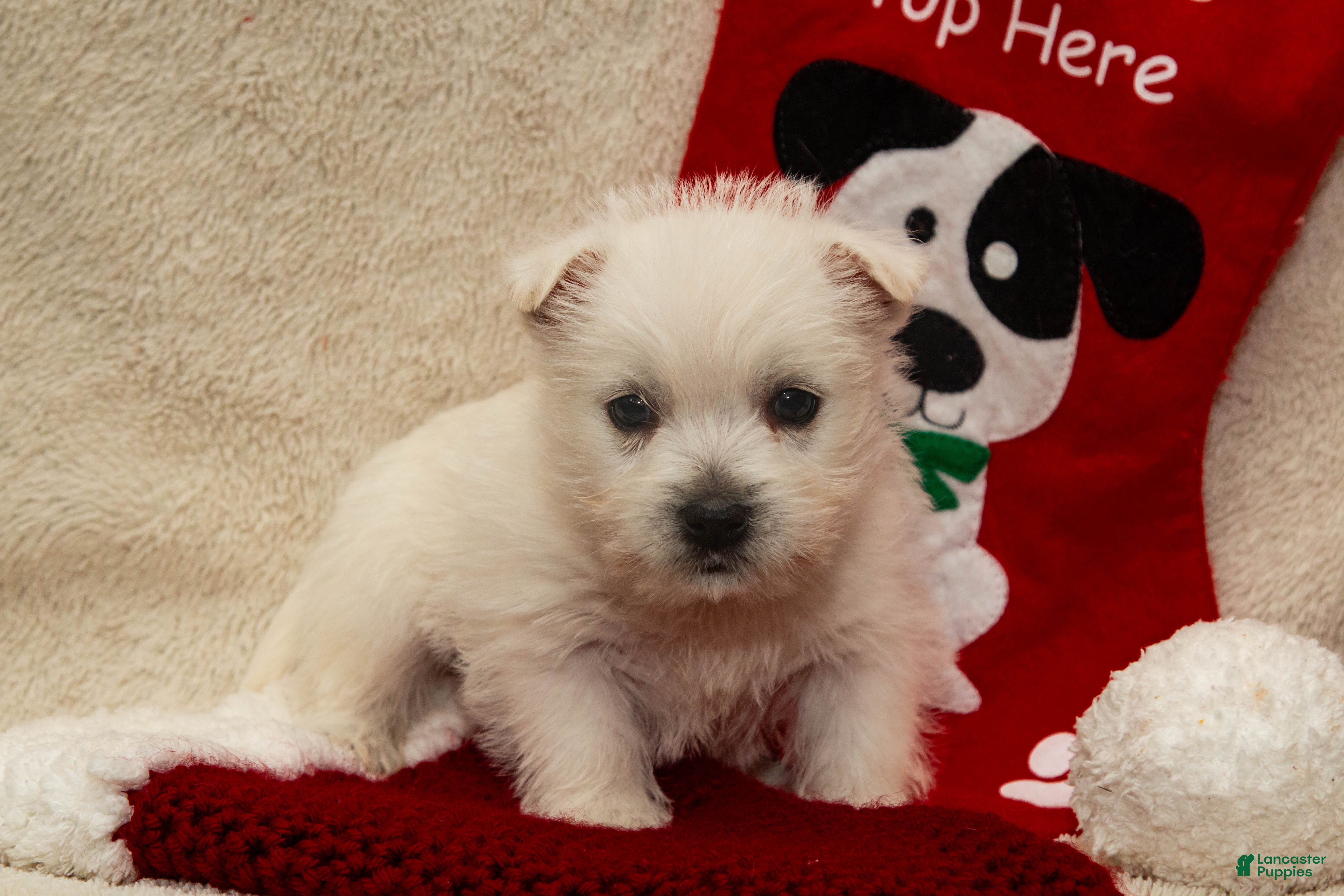 West Highland Terrier dogs Prancer - Ad 11