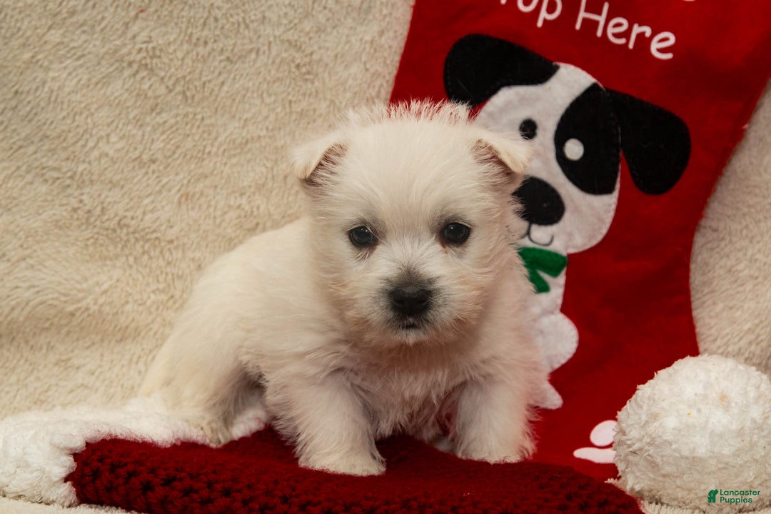 West Highland Terrier dogs for sale: Prancer - Ad 4
