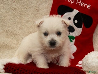 West Highland Terrier dogs Prancer - Ad 11
