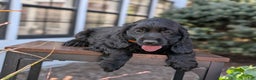 English Cocker Spaniel dogs for sale: Anne - Ad 2