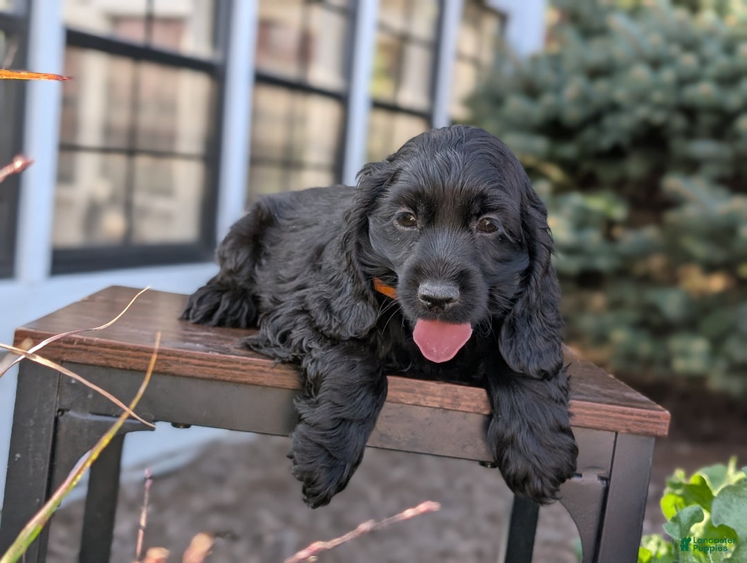 English Cocker Spaniel dogs for sale: Anne - Ad 2