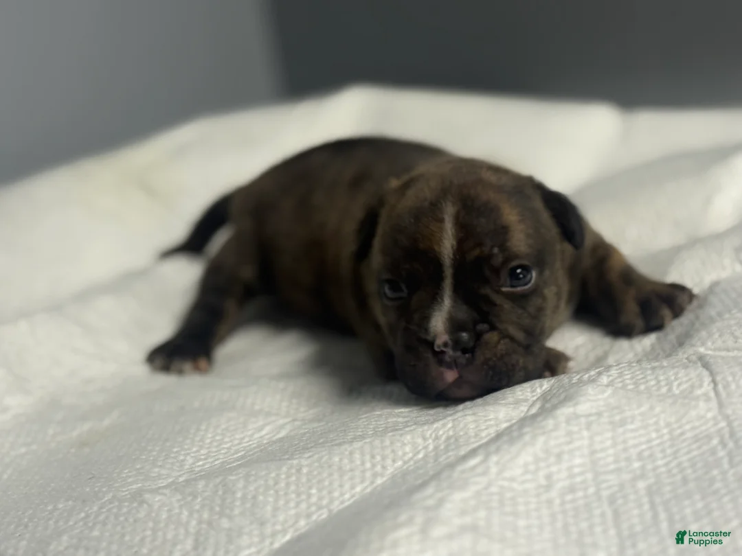 American Bully dogs for sale: American Bully 1 - Ad 2