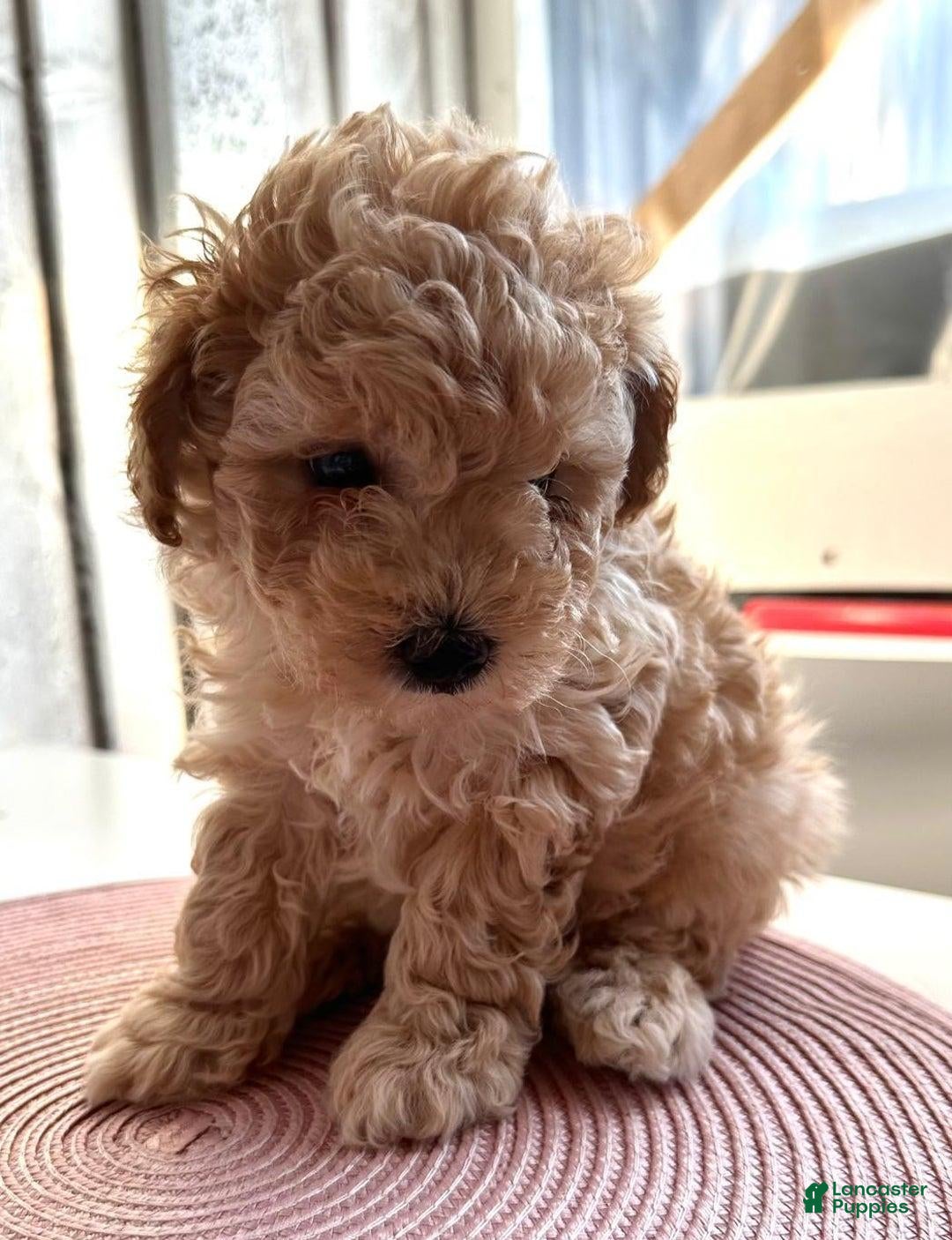Maltipoo dogs Chelsea  - Ad 1