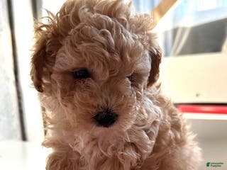 Maltipoo dogs Chelsea - Ad 1