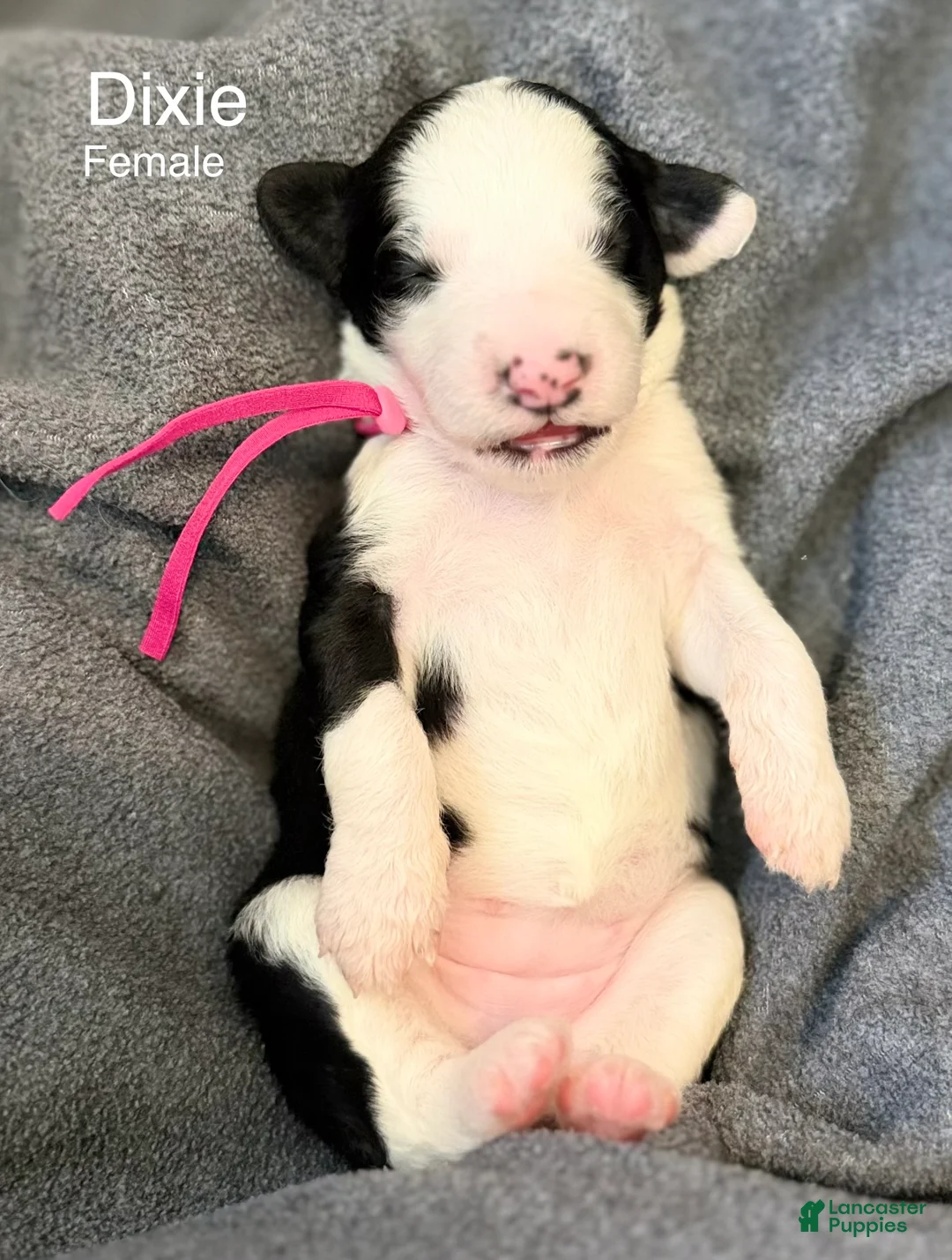 Sheepadoodle dogs for sale: Dixie - Ad 1