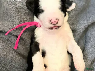 Sheepadoodle dogs Dixie - Ad 10