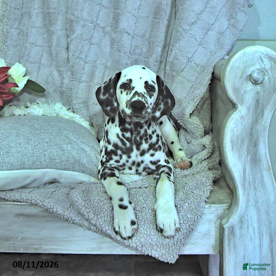 Dalmatian dogs Mimi - Ad 1