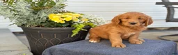 Goldendoodle dogs for sale: Trudy - Ad 14