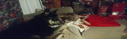 Gerberian Shepsky dogs for sale: Midnight - Ad 13