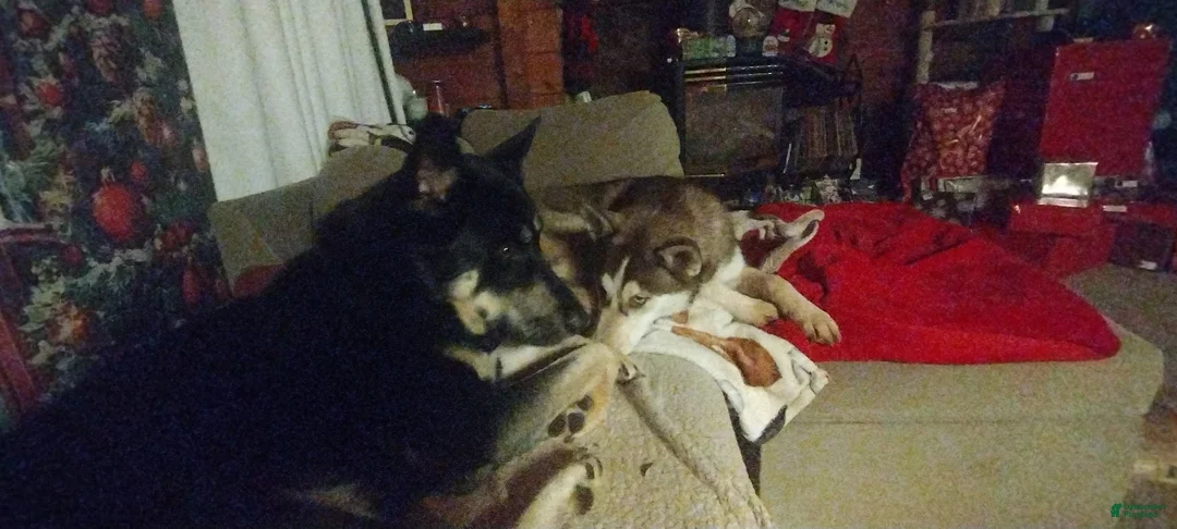 Gerberian Shepsky dogs for sale: Midnight - Ad 13
