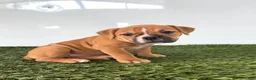 Olde English Bulldogge dogs for sale: Nicole - Ad 1