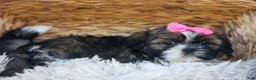 Shih Tzu dogs for sale: RUBY - Ad 14